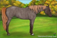 Horse Color:Liver Red Roan 