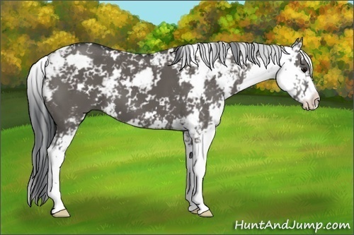 Horse Color:Grullo Sabino