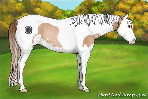 Horse Color:Bay Pearl Sabino Splash Tobiano Rabicano 