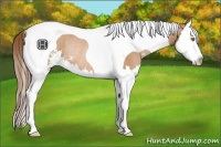 Horse Color:Bay Pearl Sabino Splash Tobiano Rabicano