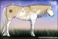 Horse Color:Silver Bay Dun Sabino Splash 