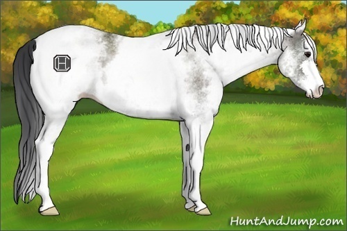 Horse Color:White Spotted Grullo Sabino 