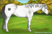 Horse Color:White Spotted Grullo Sabino 