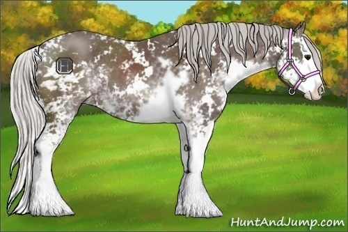 Horse Color:Silver Black Sabino Splash 