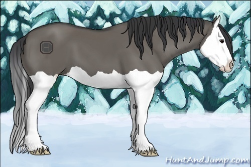 Horse Color:Grullo Splash 