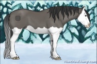 Horse Color:Grullo Splash 