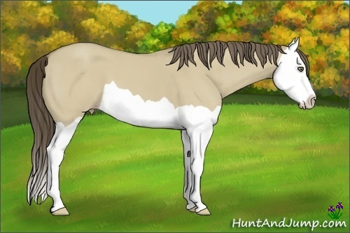 Horse Color:Classic Cream Champagne Dun Splash 