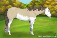 Horse Color:Classic Cream Champagne Dun Splash 