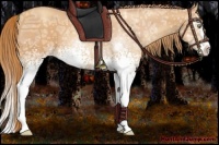 Horse Color:White Spotted Gold Champagne Ice Splash Rabicano