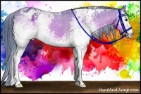 Horse Color:Watercolor White Spotted Bay Ice Appaloosa 