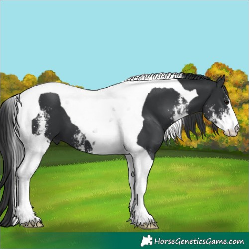 Horse Color:Black Sabino Tobiano 