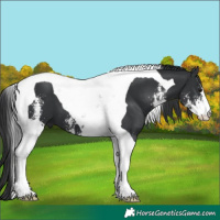 Horse Color:Black Sabino Tobiano