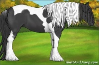 Horse Color:Smoky Black Tobiano 