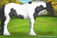 Horse Color:Black Tobiano Rabicano