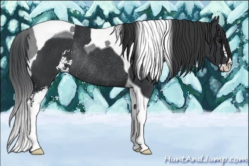 Horse Color:Black Sabino Tobiano Rabicano 