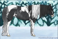 Horse Color:Black Sabino Tobiano Rabicano 