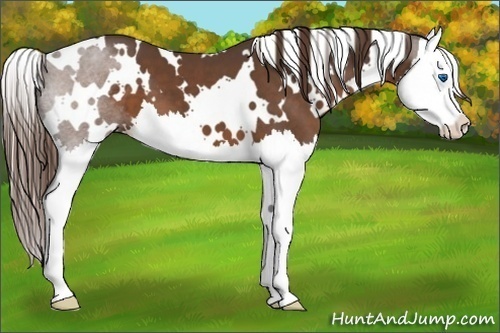 Horse Color:White Spotted Liver Chestnut Splash 