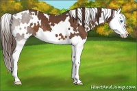Horse Color:White Spotted Liver Chestnut Splash