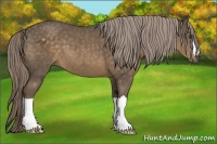 Horse Color:Chocolate Palomino 