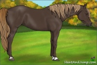 Horse Color:Liver Chestnut 