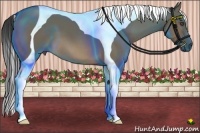 Horse Color:Brown Dun Tobiano 