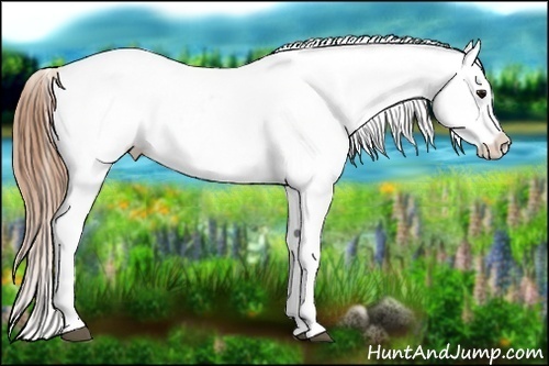 Horse Color:Buckskin Appaloosa 