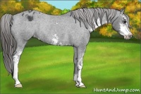Horse Color:Black Sabino Appaloosa Rabicano 