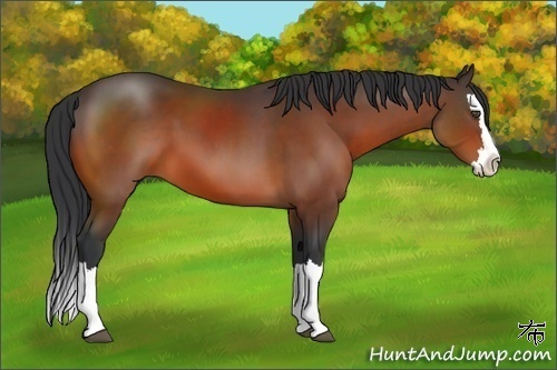 Horse Color:Bay Sabino Splash 