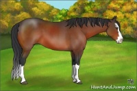 Horse Color:Bay Sabino Splash 