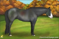 Horse Color:Smoky Black Splash Frame 