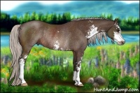 Horse Color:Silver Brown Sabino Rabicano 