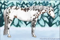 Horse Color:Brown Frame Varnish Rabicano