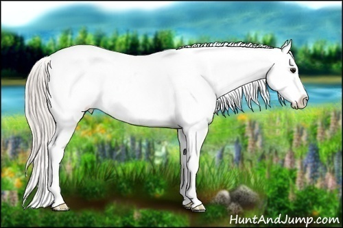 Horse Color:Silver Brown Sabino Appaloosa Rabicano