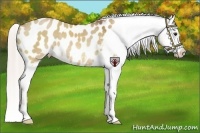 Horse Color:Silver Bay Dun Appaloosa Rabicano 