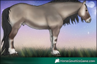 Horse Color:Grullo Onyx 