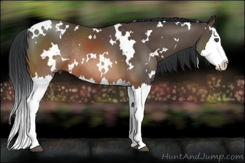 Horse Color:White Spotted Brown Splash Rabicano 