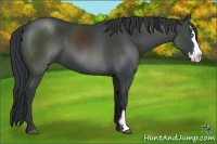 Horse Color:Black Sabino Splash Frame