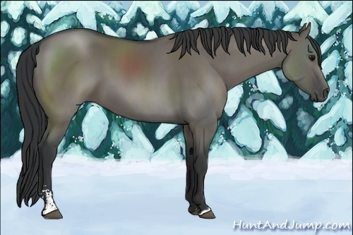 Horse Color:Grullo Sabino 