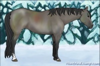 Horse Color:Grullo Sabino