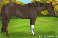 Horse Color:Liver Chestnut 