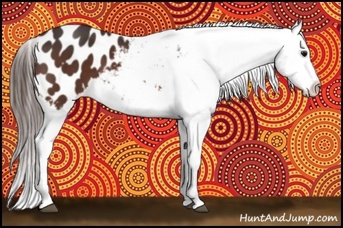 Horse Color:Bay Appaloosa 