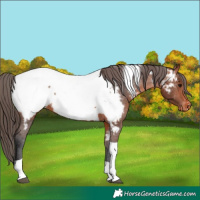 Horse Color:Brown Tobiano Near Fewspot 