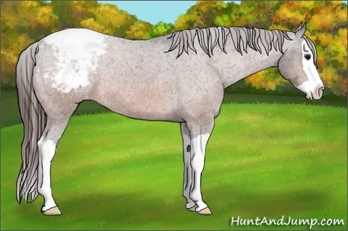 Horse Color:Bay Splash Snowcap Rabicano 