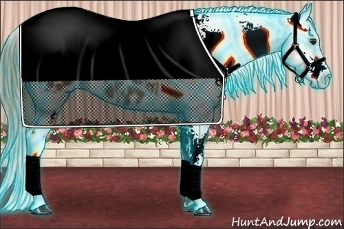 Horse Color:Thunderstruck Chestnut Sabino Appaloosa Rabicano 