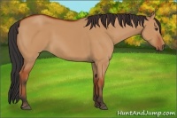 Horse Color:Bay Dun