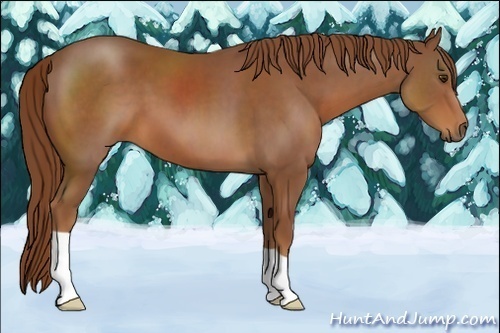 Horse Color:Chestnut 