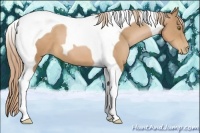 Horse Color:Chestnut Pearl Tobiano