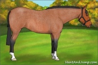 Horse Color:Bay Roan 