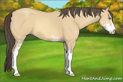 Horse Color:Amber Cream Champagne Sabino 