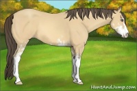 Horse Color:Amber Cream Champagne Sabino 